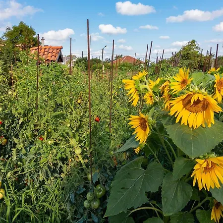 Rezos 3* Резово